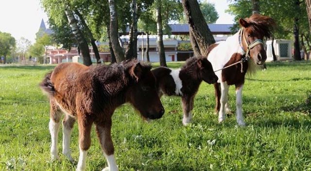 Sarayiçi&#039;nin sevimli tayları ilgi topluyor