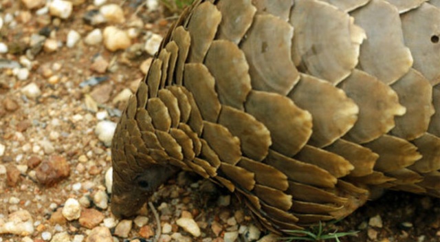 Singapur'da 13 ton daha pangolin pulu ele geçirildi Singapur'da 13 ton daha pangolin pulu ele geçirildi