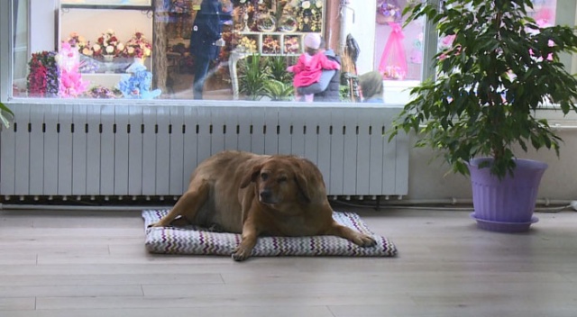 Sokak köpeği noter huzurunda hayatını yaşıyor Sokak köpeği noter huzurunda hayatını yaşıyor