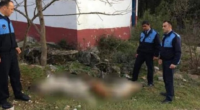 Sokak köpekleri piknik alanında zehirlenerek öldürüldü