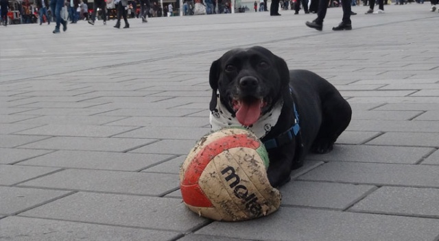Taksim'de hünerlerini sergileyen köpek vatandaşların ilgi odağı oldu Taksim'de hünerlerini sergileyen köpek vatandaşların ilgi odağı oldu