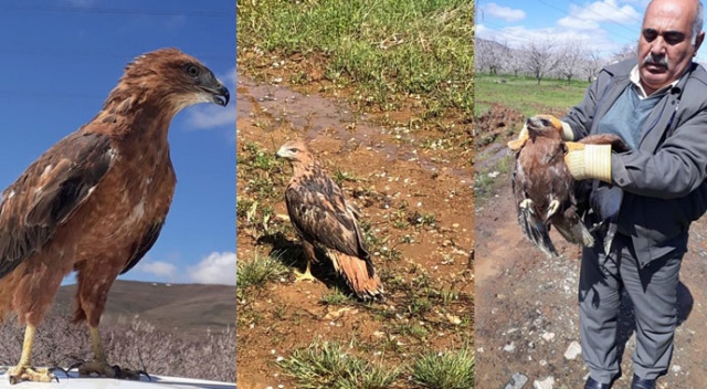 Tedavisi tamamlanan kızıl şahinler doğal ortamına bırakıldı
