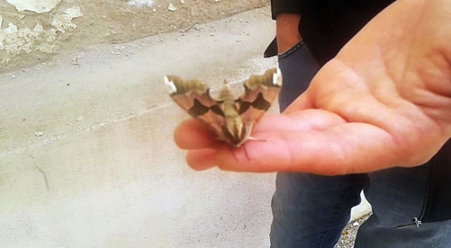 Tekirdağ'da görülen kelebek hayrete düşürdü Tekirdağ'da görülen kelebek hayrete düşürdü
