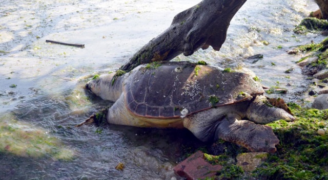 Tekirdağ sahilinde ölü caretta caretta bulundu