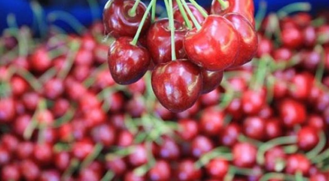 Türk kirazı Çin’i fethedecek Türk kirazı Çin’i fethedecek