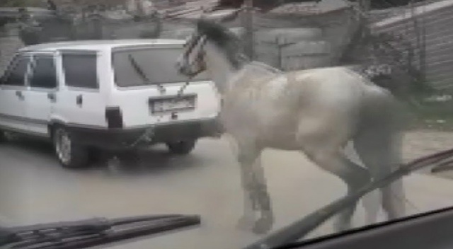 Vicdansız sürücü atını aracının arkasına bağlayıp ana yolda koşturdu Vicdansız sürücü atını aracının arkasına bağlayıp ana yolda koşturdu