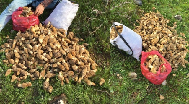 Yağmur yağınca ortaya çıktı, kilosu 200 liradan satılıyor