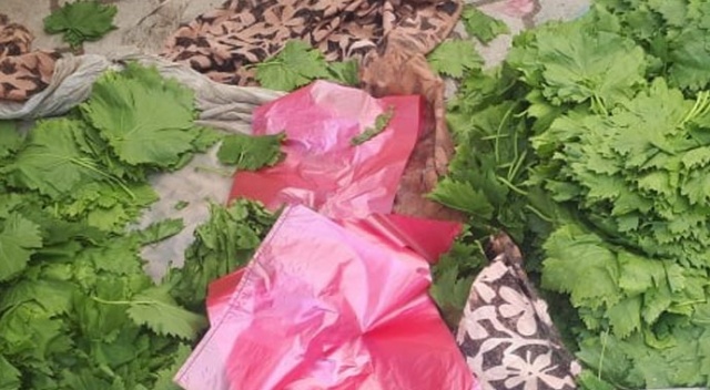 Yaprağı meyvesinden pahalı Yaprağı meyvesinden pahalı