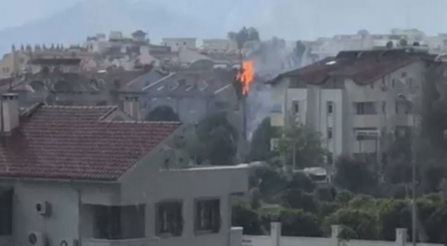 Yıldırım düşen ağaç saniyeler içinde alev topuna döndü