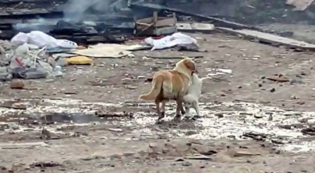 Anne köpek, yavrusunu alevlerin arasından kurtardı