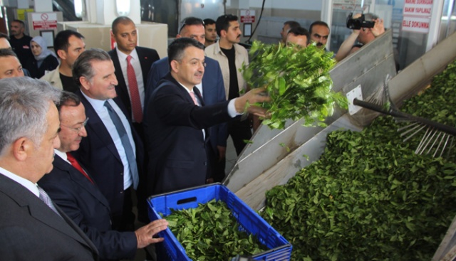 Bakan Pakdemirli Rize’de çay fabrikalarını gezdi Bakan Pakdemirli Rize’de çay fabrikalarını gezdi