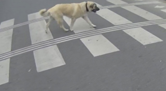 Bebek’te yaya geçidini kullanan köpek kamerada