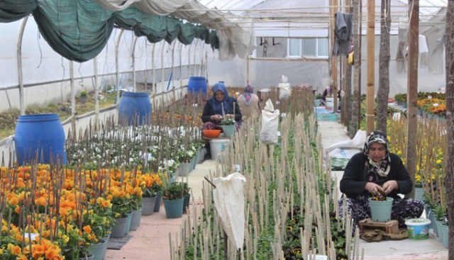 Bu köyün annelerinin yetiştirdiği çiçek tohumları para basıyor, dünyaya ihraç oluyor Bu köyün annelerinin yetiştirdiği çiçek tohumları para basıyor, dünyaya ihraç oluyor