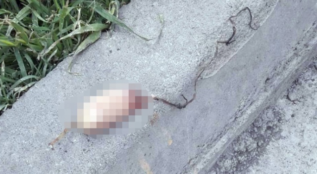 Caddede oyun oynarken kesik parmak buldular Caddede oyun oynarken kesik parmak buldular