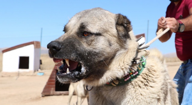 Çakma Kangallara dikkat