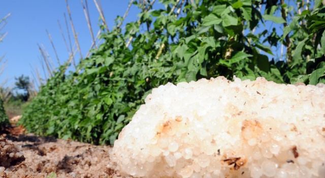 Dolu, turfanda ürünleri vurdu