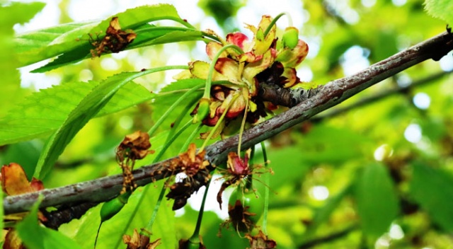 Dolu ve sağanak meyve bahçelerini vurdu, verim yüzde 90 oranında düştü