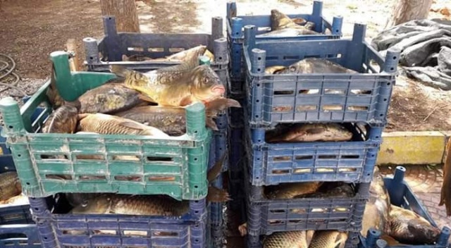 Elazığ&#039;da 800 kilo kaçak balık ele geçirildi