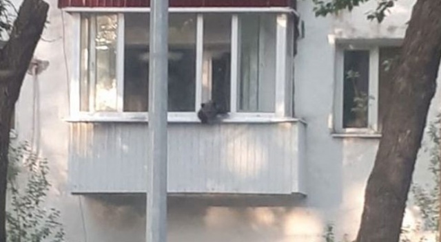 Evin balkonuna çıkan yavru ayı herkesi korkuttu