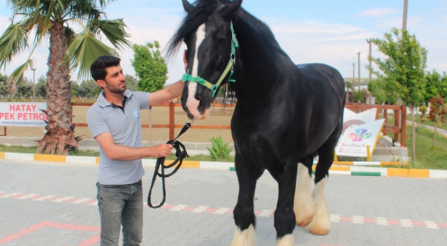 Hatay’da bin 200 kiloluk at görenleri şaşırtıyor Hatay’da bin 200 kiloluk at görenleri şaşırtıyor
