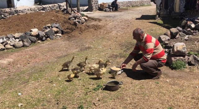 Kaz yavrularına gözü gibi bakıyor