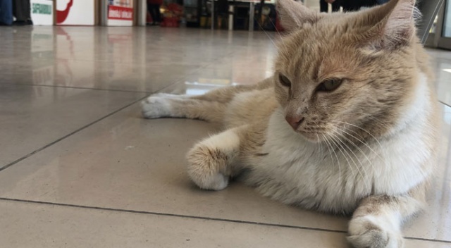 Köpeklerin korkulu rüyası 'Sarı'