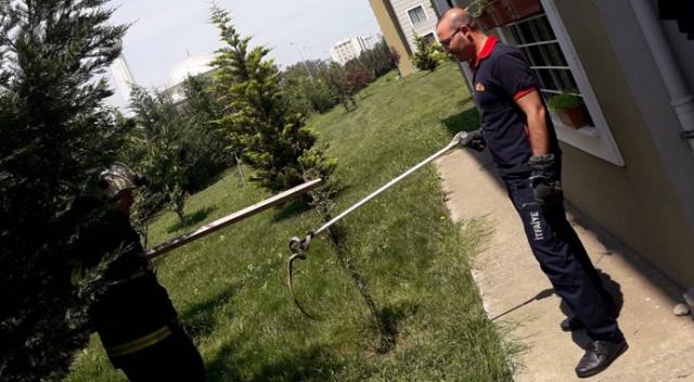 Lojman bahçesinde yılan paniği