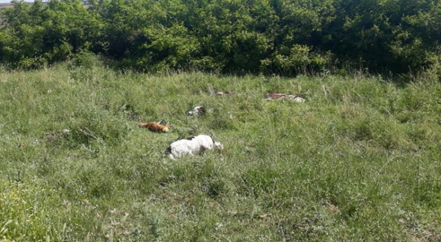 Narkoz verilip, yol kenarına atılan köpeklerden 3'ü telef oldu Narkoz verilip, yol kenarına atılan köpeklerden 3'ü telef oldu