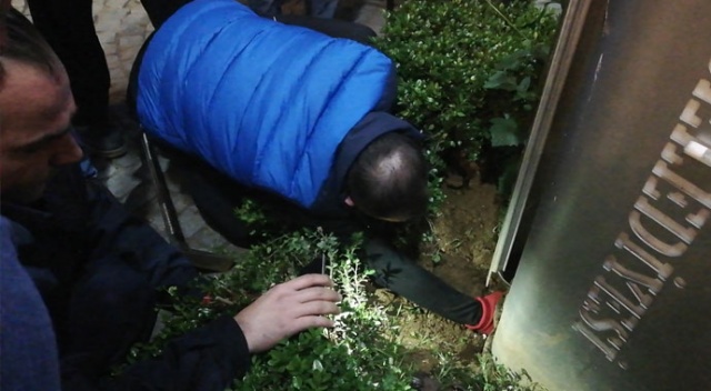 Rize'de yavru kedi operasyonu