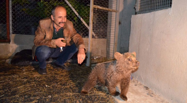 Sevimli ayı ‘Yogi’ Bursa yolcusu