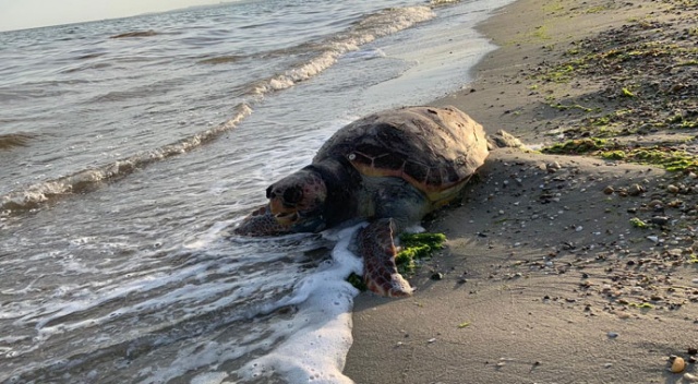 Silivri’de ölü caretta caretta kıyıya vurdu