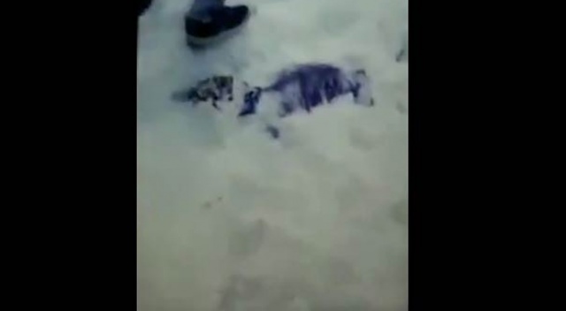 Sınırda şok! 6 erkek cesedi bulundu Sınırda şok! 6 erkek cesedi bulundu