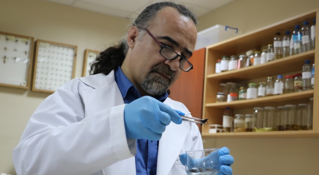 Siyah böcekler Şanlıurfa’yı esir aldı