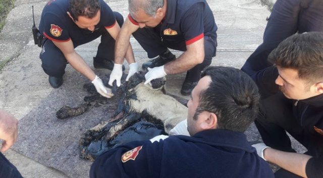 Tankerden dökülen zifte yapışan köpeği itfaiye ekipleri kurtardı