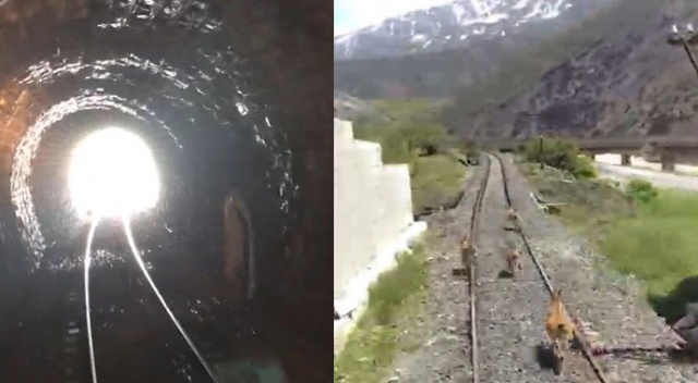 Tünele giren yaban keçileri trenin altında kalmaktan son anda kurtuldu Tünele giren yaban keçileri trenin altında kalmaktan son anda kurtuldu