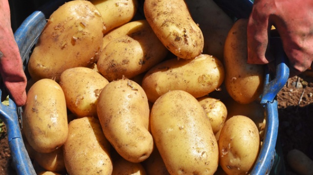 Turfanda patates, üreticinin yüzünü güldürdü