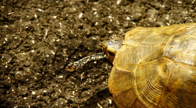 Yüksekova’da yılan yiyen kaplumbağa görüntülendi