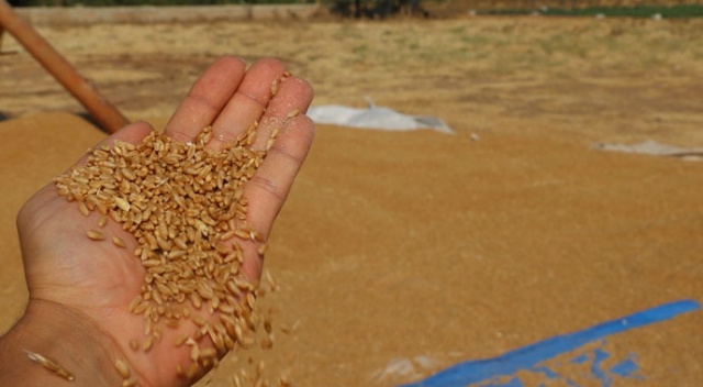 30 ton buğday yüklü tırla kayıplara karıştı 30 ton buğday yüklü tırla kayıplara karıştı