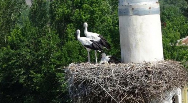 6 yıldır göç etmiyorlar!