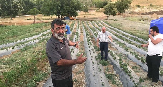 Armutlu’da organik çiftlik sezonu başladı Armutlu’da organik çiftlik sezonu başladı