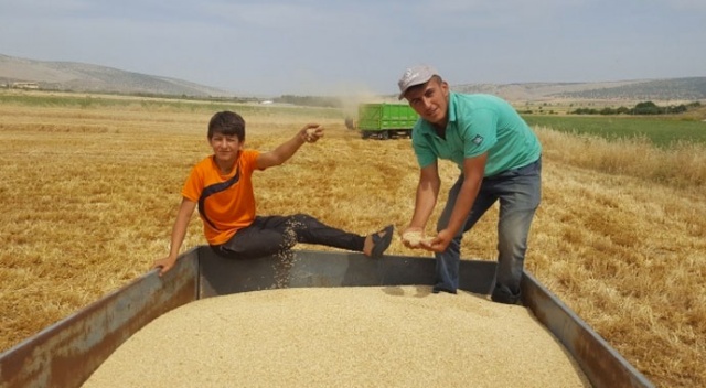 Arpa ve buğdayda yüksek rekolte çiftçiyi sevindirdi Arpa ve buğdayda yüksek rekolte çiftçiyi sevindirdi