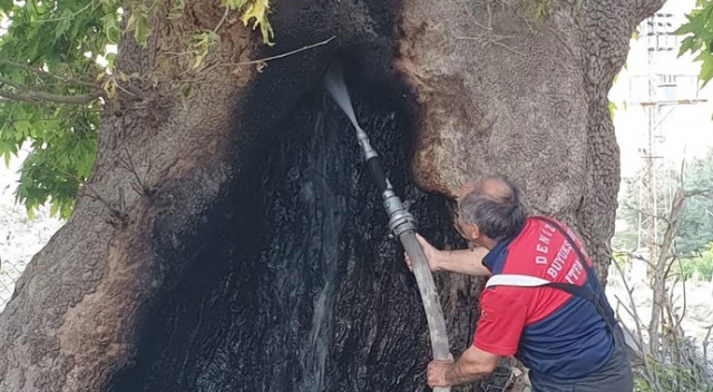 Asırların deviremediği çınarı ateşe verdiler