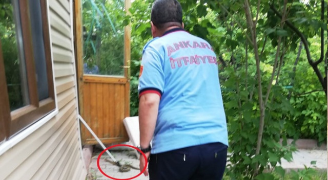 Başkent'te yıllan paniği Başkent'te yıllan paniği