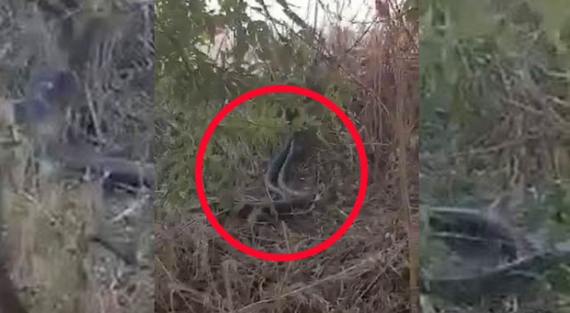 Diyarbakır’da yılanların dansını çiftçiler görüntüledi Diyarbakır’da yılanların dansını çiftçiler görüntüledi