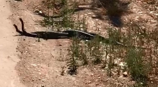 Evden çıkan 2 metrelik yılan paniğe sebep oldu Evden çıkan 2 metrelik yılan paniğe sebep oldu