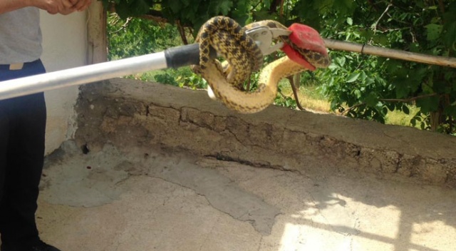 Eve giren yılanı itfaiye çıkardı Eve giren yılanı itfaiye çıkardı