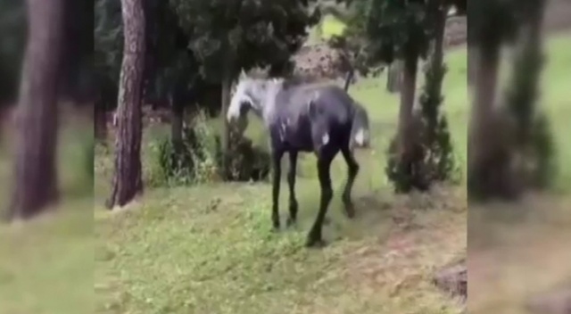 Heybeliada’da atın içler acısı hali yürekleri sızlattı