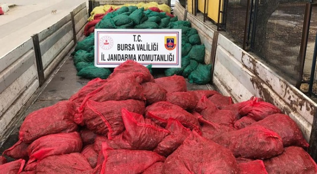 Jandarmadan 'midye' operasyonu: 14 gözaltı