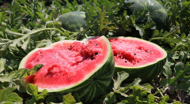 Karpuzun fiyatı, çiftçinin yüzünü düşürdü