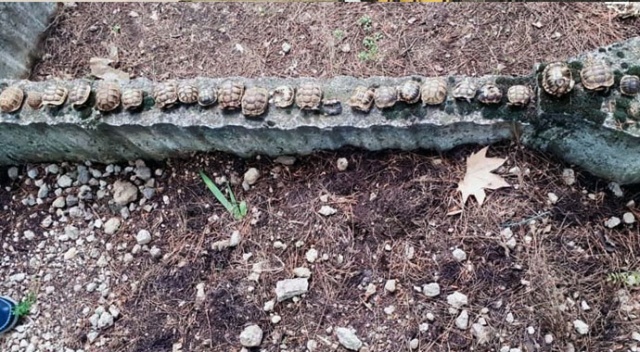 Mezarlıktaki kaplumbağaların sırrı çözüldü Mezarlıktaki kaplumbağaların sırrı çözüldü